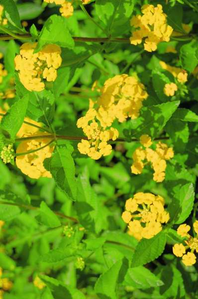 Picture of Lantana%20camara%20New%20Gold