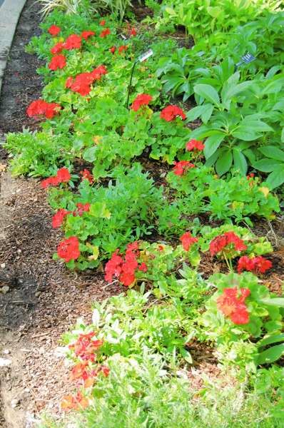 Picture of Pelargonium zonale Daredevil Fire Geranium