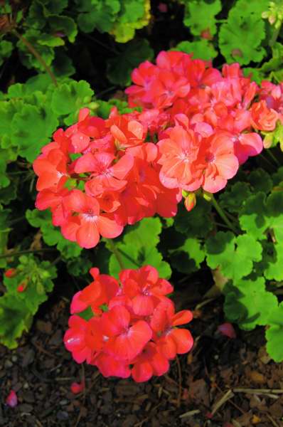 Picture of Perlargonium zonale Daredevil Salmon Geranium