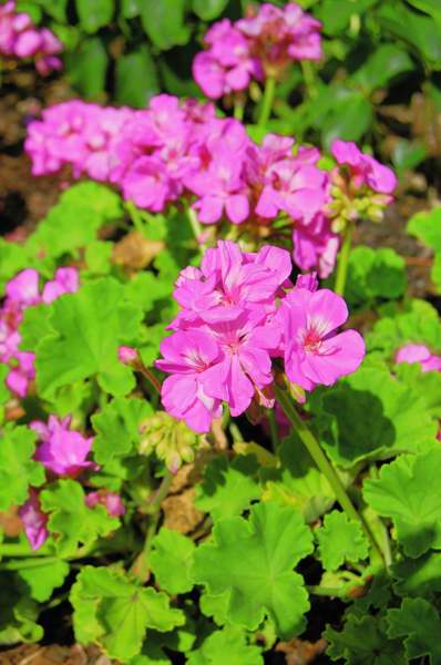 Picture of Pelargonium zonale Daredevil Orchid Geranium