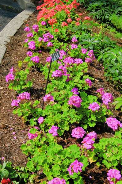 Picture of Pelargonium zonale Daredevil Orchid Geranium