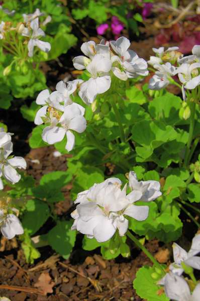 Picture of Pelargonium zonale Daredevil Snow Geranium