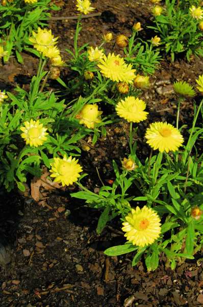 Picture of Bracteantha bracteatum Dreamtime Yellow Jumbo Strawflower Strawflower