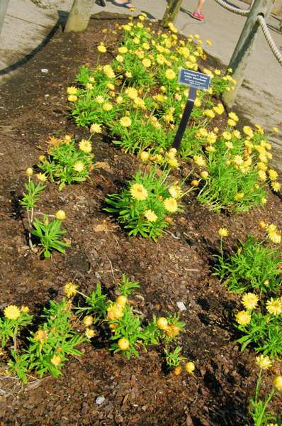 Picture of Bracteantha bracteatum Dreamtime Yellow Jumbo Strawflower Strawflower