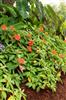 Photo of Genus=Impatiens&Species=walleriana&Common=Fanfare Orange Trailing&Cultivar='Fanfare Orange Trailing'