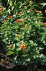 Photo of Genus=Lantana&Species=camara&Common=&Cultivar=Patriot Cherry