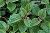 Photo of Genus=Verbena&Species=x hybrida&Common=Aztec Lavender Improved Verbena&Cultivar=Aztec Lavender Improved Verbena