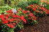 Photo of Genus=Impatiens&Species=hawkerii&Common=Divine Orange New Guinea&Cultivar=Divine Orange New Guinea