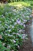 Photo of Genus=Catharanthus&Species=&Common=Titan Blue Halo Vinca&Cultivar='Titan Blue Halo' 