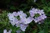 Photo of Genus=Verbena&Species=x hybrida&Common=Silver Magic Verbena&Cultivar='Silver Magic'