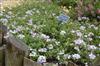 Photo of Genus=Verbena&Species=x hybrida&Common=Silver Magic Verbena&Cultivar='Silver Magic'