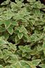 Photo of Genus=Plectranthus&Species=&Common='Blue Yonder'&Cultivar='Blue Yonder'