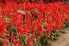 Photo of Genus=Salvia&Species=splendens&Common=Red Hot Sally Sage&Cultivar='Red Hot Sally'