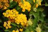 Photo of Genus=Lantana&Species=camara&Common=&Cultivar=New Gold