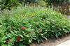 Photo of Genus=Pentas&Species=lanceolata&Common=Graffiti 'Bright Red'&Cultivar=Graffiti 'Bright Red'