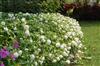 Photo of Genus=Impatiens&Species=walleriana&Common=Fiesta 'White'&Cultivar=Fiesta 'White'