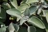 Photo of Genus=Plectranthus&Species=argentatus&Common=Silver Shield&Cultivar='Silver Shield'
