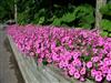 Petunia_Vista_Bubblegum_Pink3.JPG