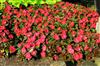 Photo of Genus=Impatiens&Species=hawkeri&Common=New Guinea Impatiens&Cultivar=Infinity Cherry Red