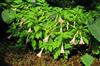 Photo of Genus=Brugmansia&Species=insignis&Common=Pink Angel's Trumpet&Cultivar='Pink'