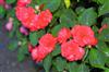 Photo of Genus=Impatiens&Species=walleriana&Common=Double Impatiens&Cultivar=Rockapulco Dark Orange