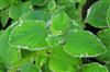 Photo of Genus=Plectranthus&Species=&Common=Spurflower&Cultivar='Nicodemus'