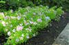 Photo of Genus=Catharathus&Species=&Common=Vinca&Cultivar='Cooler Pink'