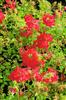 Photo of Genus=Verbena&Species=hybrid&Common=&Cultivar=Tukana® Scarlet Star