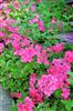 Photo of Genus=Verbena&Species=hybrid&Common=&Cultivar=Superbena Coral Red