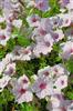 Photo of Genus=Petunia&Species=&Common=&Cultivar=Supertunia® Vista Silverberry
