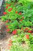 Photo of Genus=Pelargonium&Species=zonale&Common=Geranium&Cultivar=Daredevil Fire