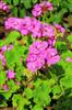 Photo of Genus=Pelargonium&Species=zonale&Common=Geranium&Cultivar=Daredevil Orchid