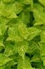 electriclimecoleus_4(Medium).jpg