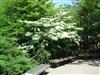 shastaviburnum05.JPG