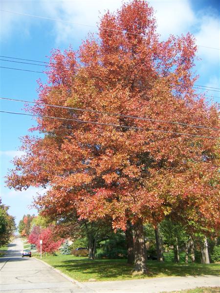 Picture of Quercus palustris  Pin Oak