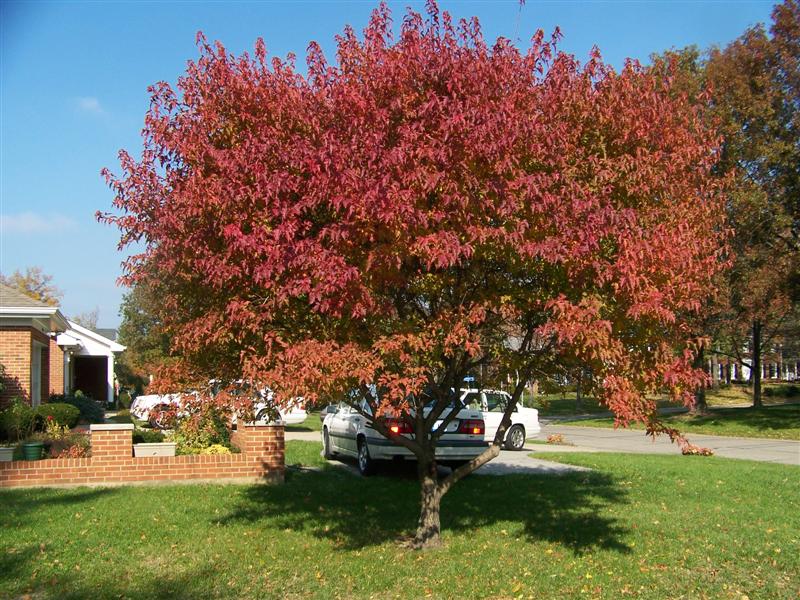 Picture of Acer ginnala 'Flame' Flame Amur Maple