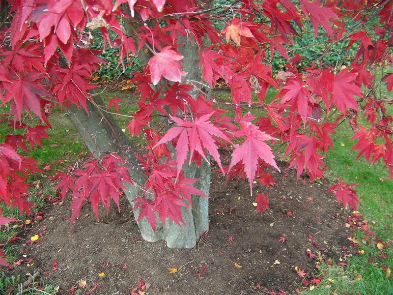 Picture of Acer palmatum 'Burgundy Lace' Burgundy Lace Japanese Maple