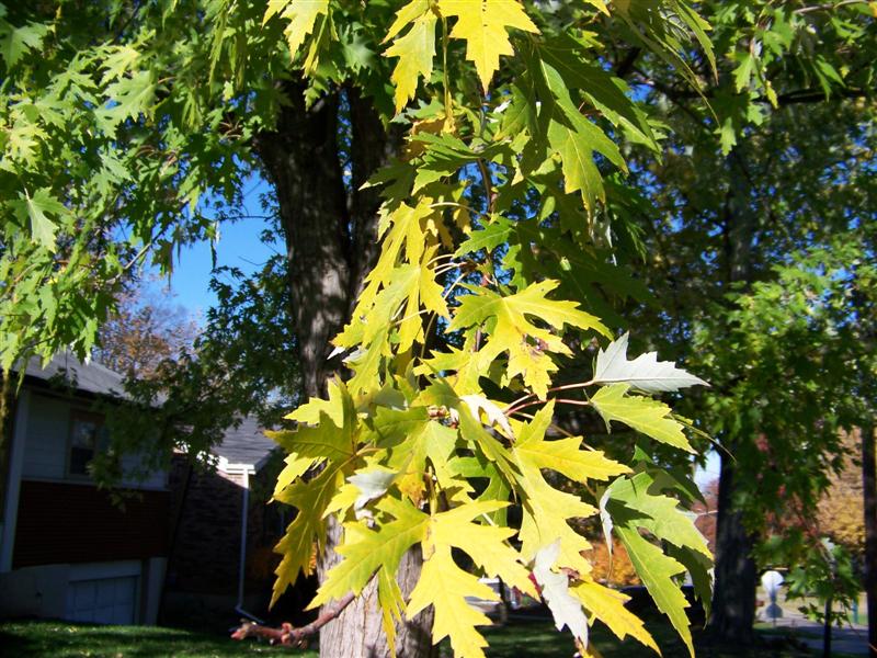 Picture of Acer saccharinum  Silver Maple