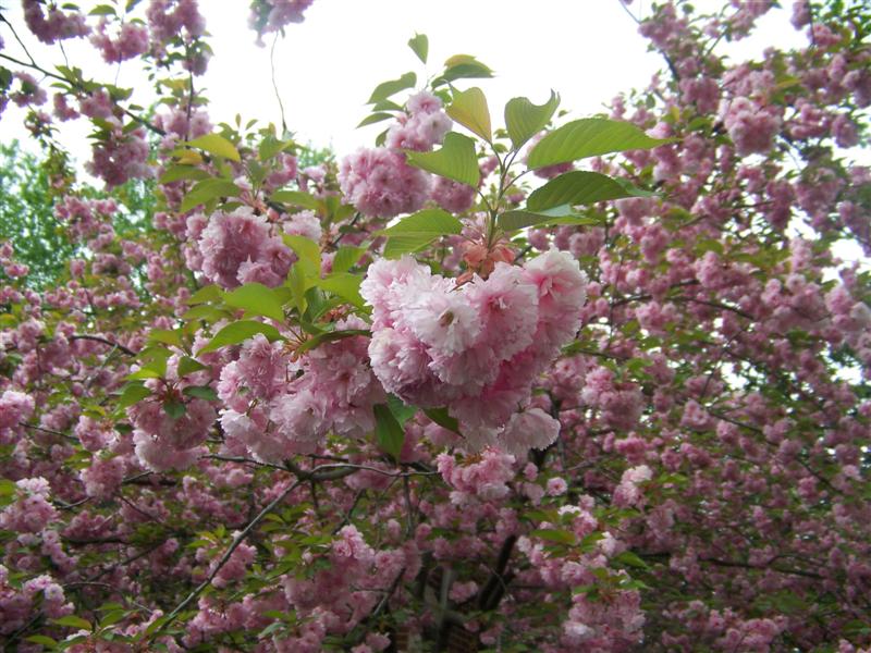 Picture of Prunus serrulata 'Kwanzan' Kwanzan Double Flowering Cherry