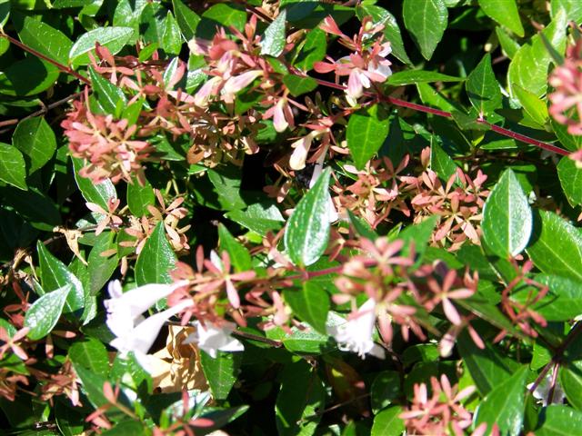 Picture of Abelia x grandiflora  Glossy Abelia
