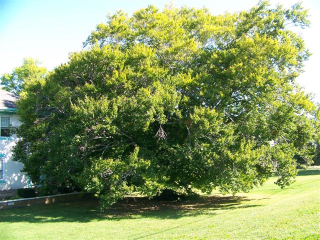Picture of Fagus grandifolia  American Beech