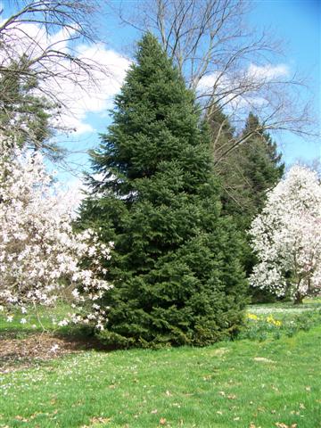 Picture of Abies cilicica  Cilician Fir