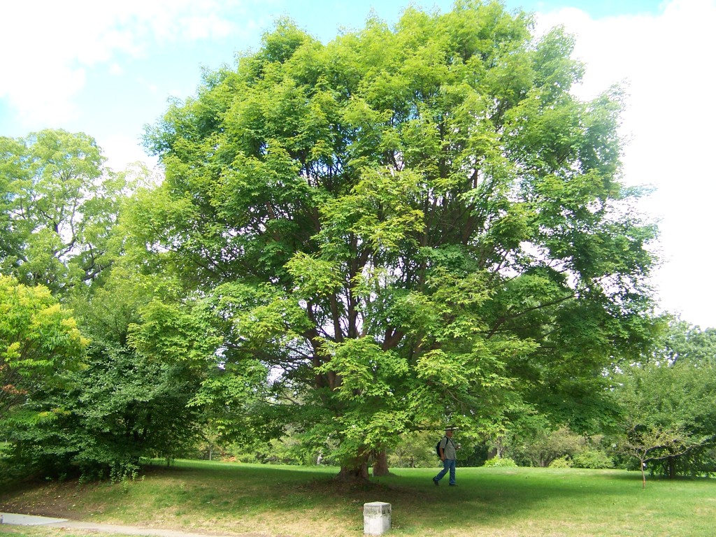 Picture of Acer griseum x nikoense  Girard's Hybrid Maple