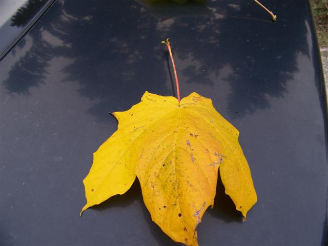 Picture of Acer nigrum  Black Maple