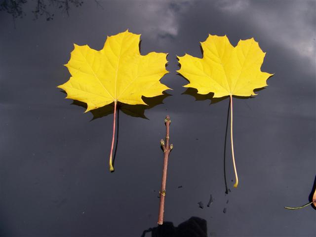 Picture of Acer platanoides  Norway Maple