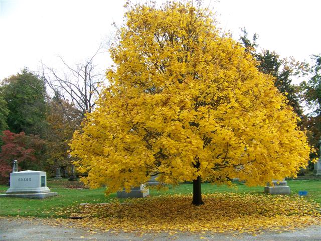 Picture of Acer platanoides  Norway Maple