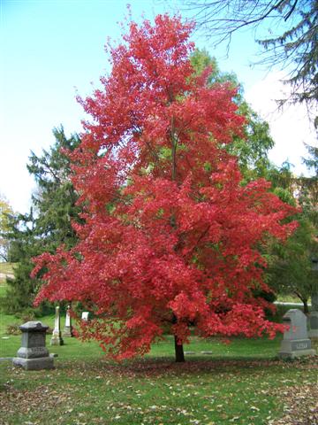 Picture of Acer rubrum 'Autumn Radiance' Autumn Radiance Red Maple