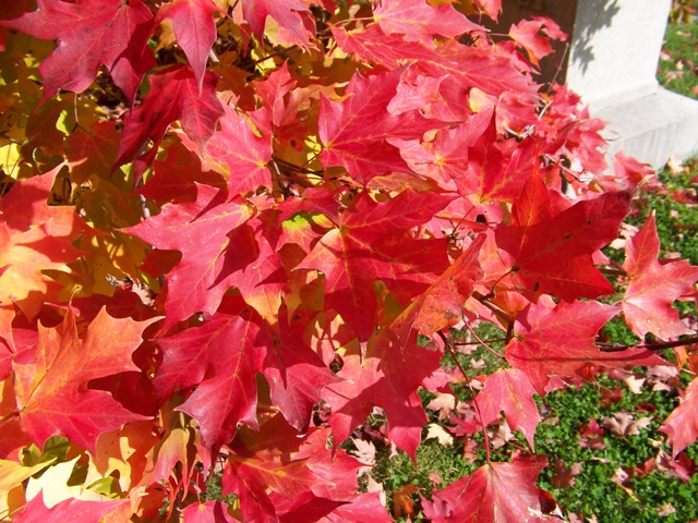 Acer saccharum Acer.saccharum.Bonfire.fall.color.JPG
