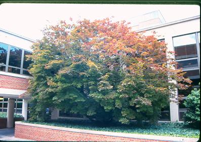 Picture of Acer palmatum 'Oshio beni' Oshio beni Japanese Maple