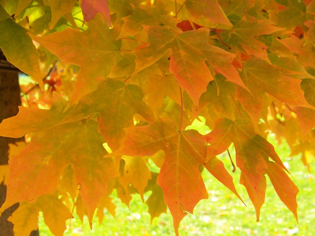 Picture of Acer saccharum 'Legacy' Legacy Sugar Maple
